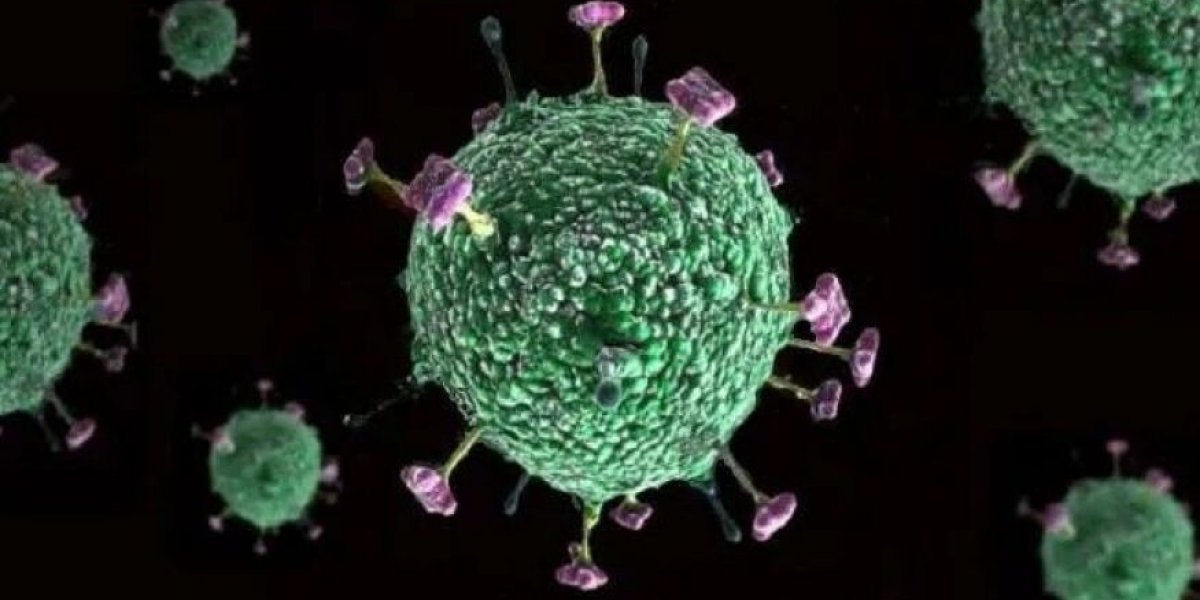 Смертность до 75% и нет лекарства: что известно о вирусе Нипах, вспышка которого зафиксирована в Индии Смертность до 75% и нет лекарства: что известно о вирусе Нипах, вспышка которого зафиксирована в Индии